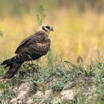 Albanella minore | Foto F. Lorenzini 